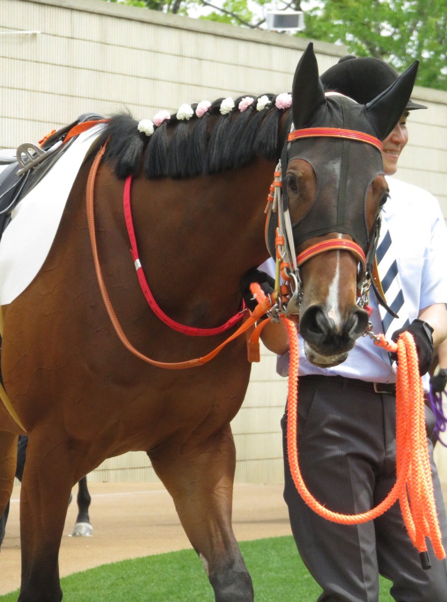 ট ইট র やまぴ たてがみの飾りがかわいい 19 5 12 京都3r コルネット 京都競馬場 オルフェーヴル産駒