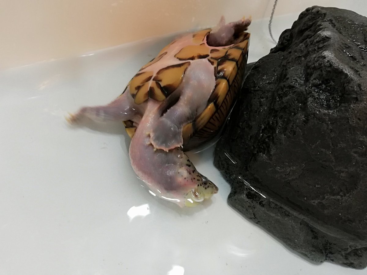 ひっくり返る Twitter Search