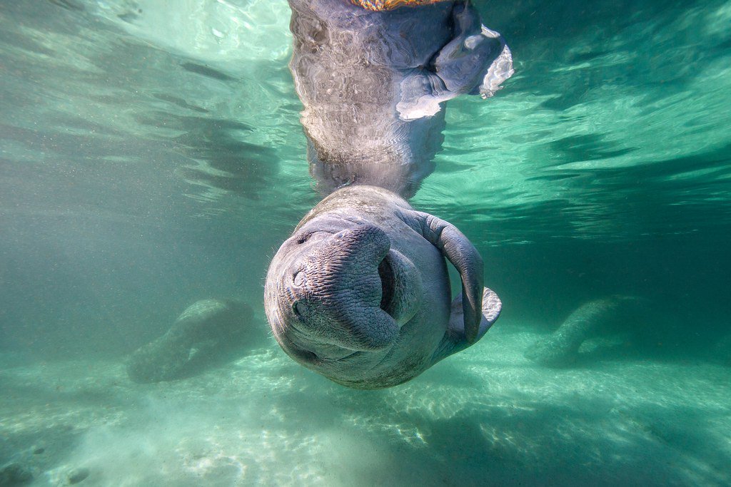 When it's #ManateeMonday and you can't hide your excitement :3