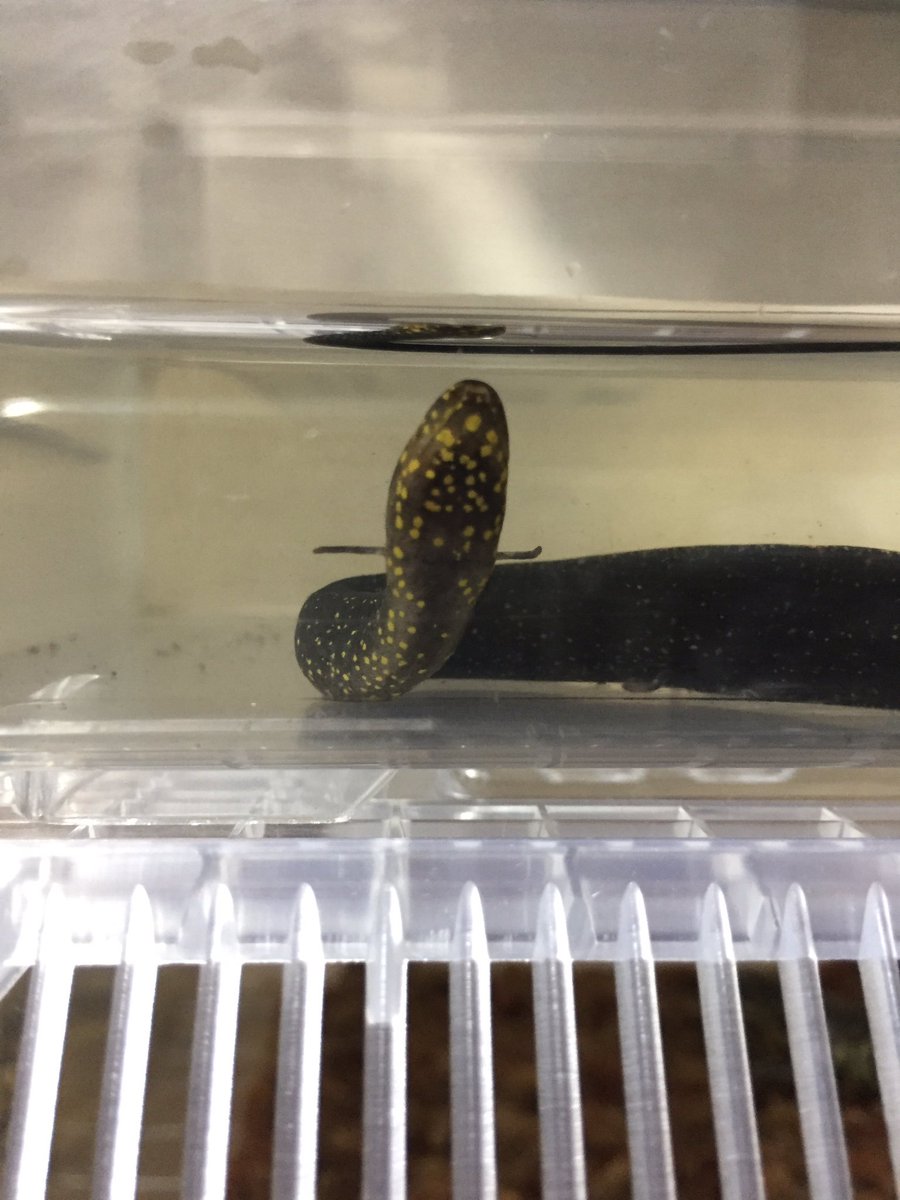 レピドシレンパラドクサ