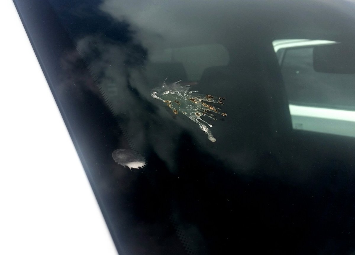 JBurfordChevy's tweet photo. No witnesses, but we think the baby birds left the nest. So with all the new additions to the sky, make sure your windshield wipers are capable for obvious reasons. Make your Chevy Certified Service appointment soon! #chevycertifiedservice #chevyscostless https://t.co/aH0CVupYBN