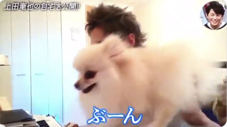 ジル 今ドキ愛犬家のオキテ W 5匹イヌがいます W 2匹ネコがいます W そして 僕がいます Kattun 上田竜也 カツカツ 愛犬の日 ジル 今ドキ愛犬家のオキテ W 5匹イヌがいます W 2匹ネコがいます W そして 僕がいます Kattun 上田竜也 カツカツ 愛犬の日
