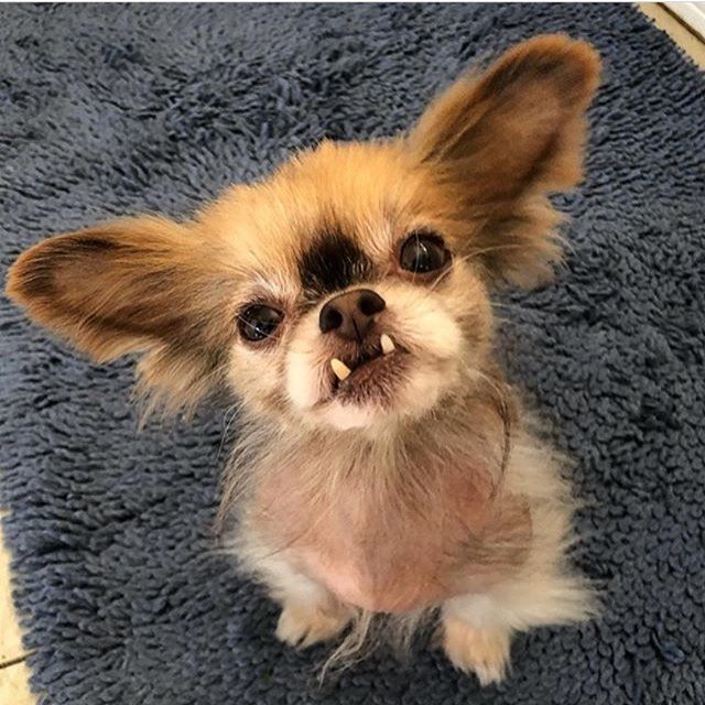 AnimalW10554860's tweet photo. The source of the Nice&amp;Best Animals
https://t.co/Q02ngxykDL

#dog #dogs #dogsofinstagram #doggy #cutedog
#instadog #dogood #dogstagram #dogtag #doglover 
#puppy #puppylove
#puppies #cutepuppy #puppydog #doglife #doglifestyle
#doglovers #bostonterrier #bostonterriers #bostonte… https://t.co/aRIZZVfGxW
