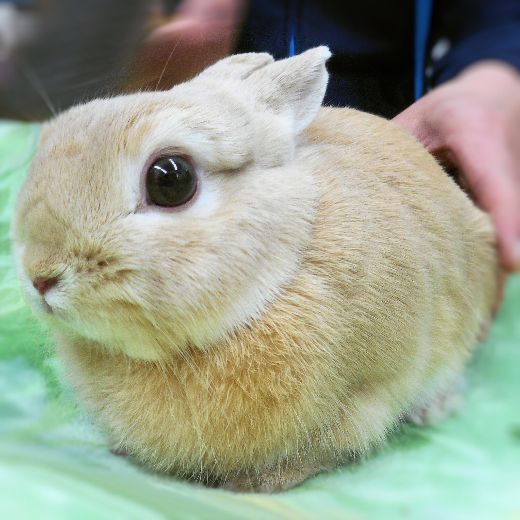 うさぎもかど on X: うさぎもかど on X:
