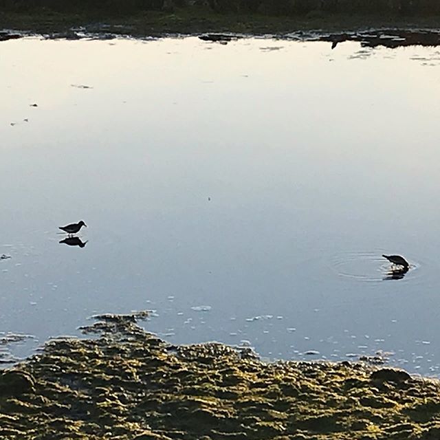 thebeatcroft's tweet photo. Redshanks. I think #notatwitcher https://t.co/lSXsK9jivb https://t.co/lvyGWiGnoi