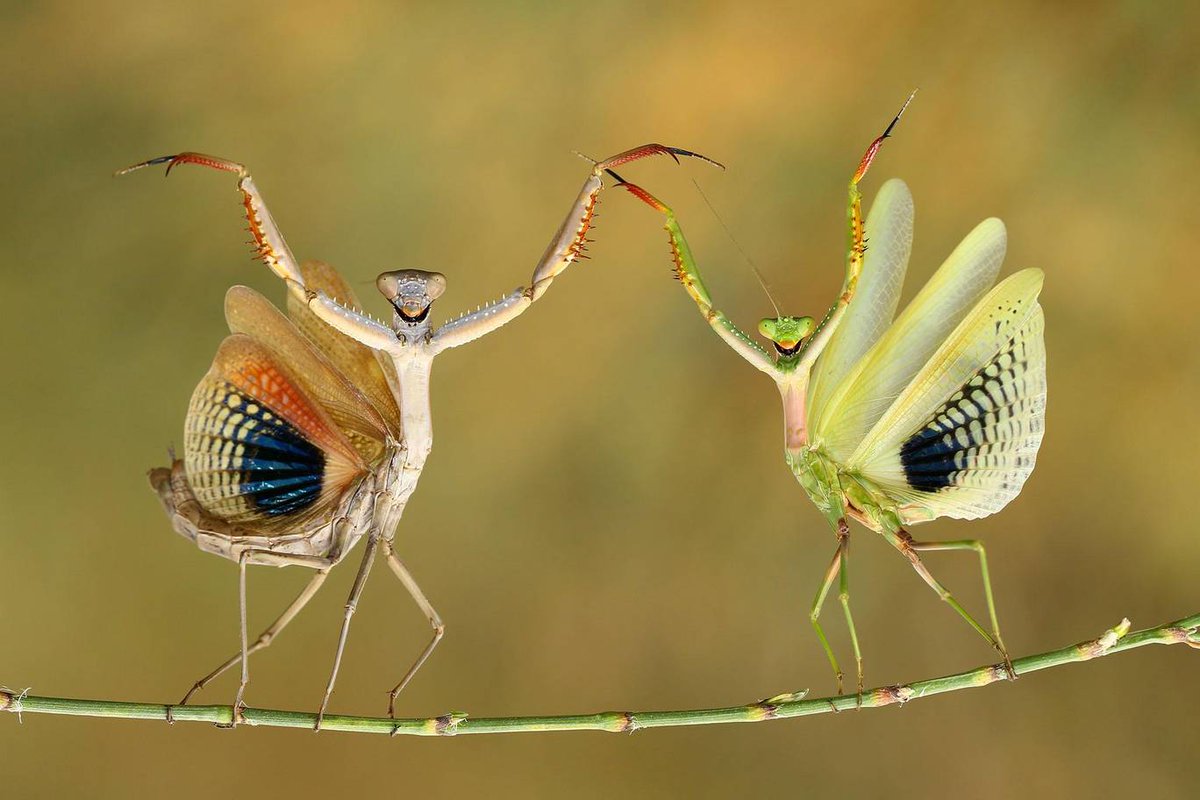 緊張感皆無の対峙するカマキリ写真からの画像大喜利 Togetter