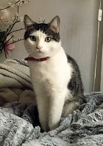 Alerte Animaux Perdu On Twitter Perdu Chat Blanc Et