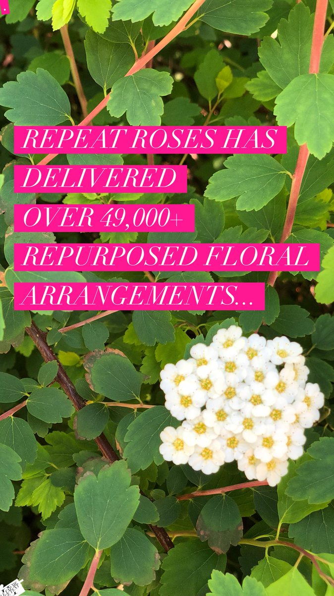 RepeatRoses's tweet photo. Our latest social impact stats: #vehicleofchange #followthatflower https://t.co/pVdESCmNjS
