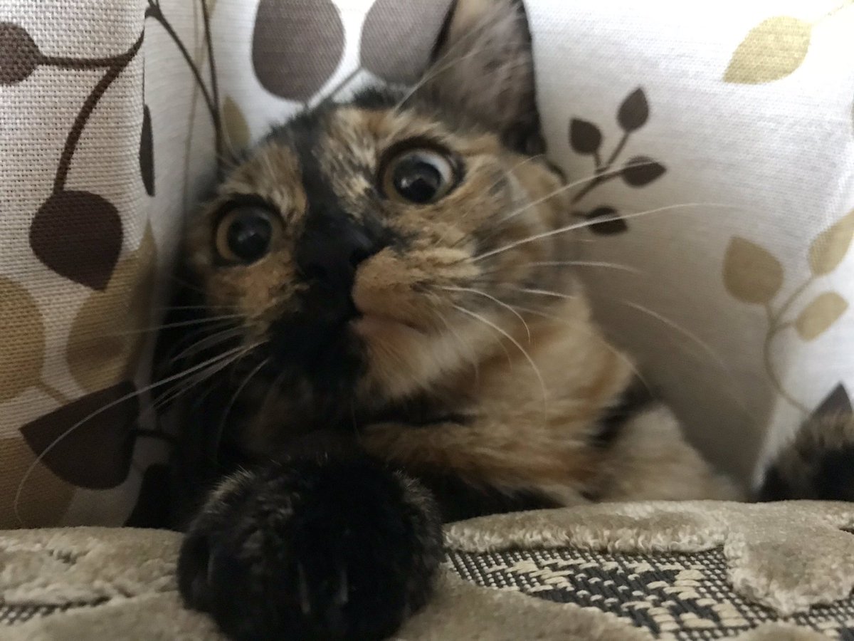 ナルミ🐟 tweet media