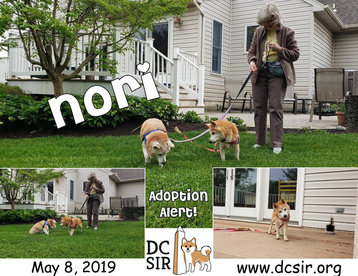 DCShibaRescue's tweet photo. #AdoptionAlert2019! Please join us in congratulating #SeniorShiba and #AllergyDog Nori on finding her pawfect family and welcome her mom to the DC SIR double adopter club! https://t.co/Dms115804G #HappyTails #RescueSavesLives https://t.co/MNRXmIvohr
