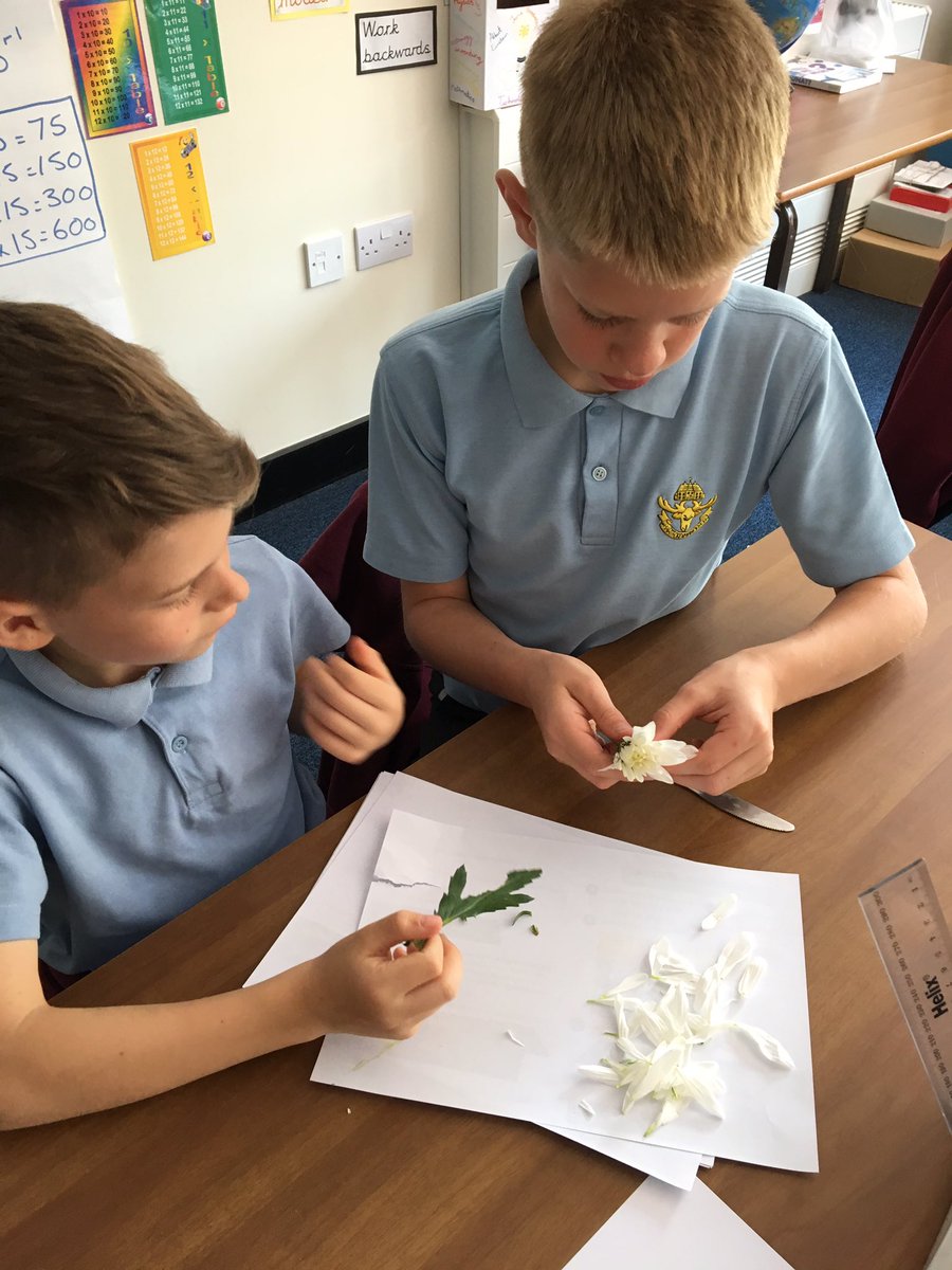 HartfordmanorY5's tweet photo. Learning about the different parts of a flower 🌷 #HMscience https://t.co/2Nkc20NAFa