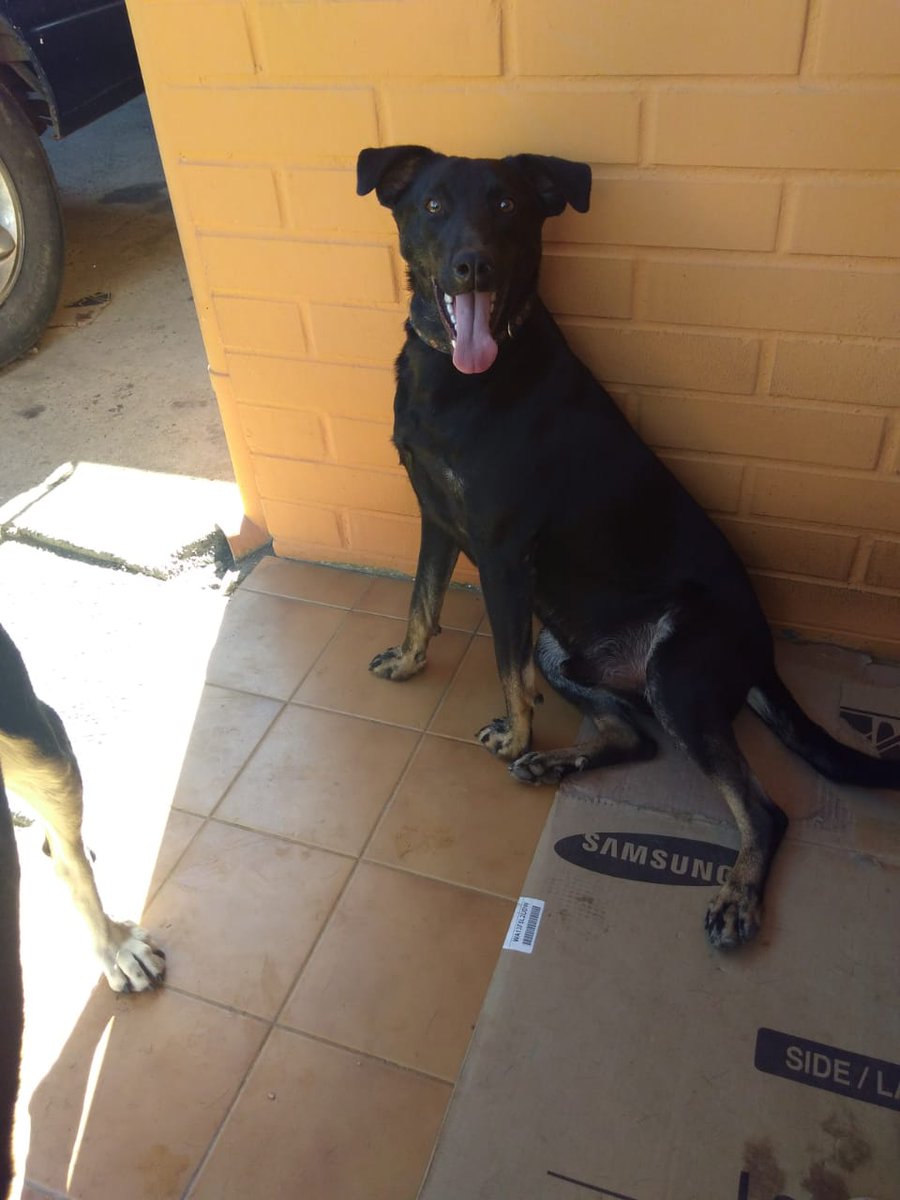 Negrito.El perrito q nadie quiso en villa alemana,mi hija lo rescato.Ahora tiene papas amorosos,y esta feliz.Gracias a la familia".