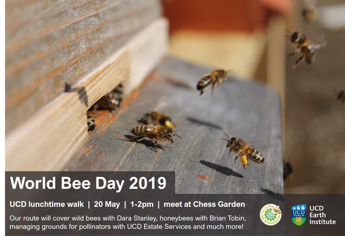 _Rosemount's tweet photo. To celebrate #WorldBeeDay on May 20th, join us for a lunchtime walk around @ucddublin @_Rosemount with #bee experts @DaraStanley #BrianTobin and @UCDEstates....there's a lot to learn, folks! @UCDSBES @ucdagfood @ucdplantsci @UCDGreenCampus @UCDEarth https://t.co/srNFLu86ne