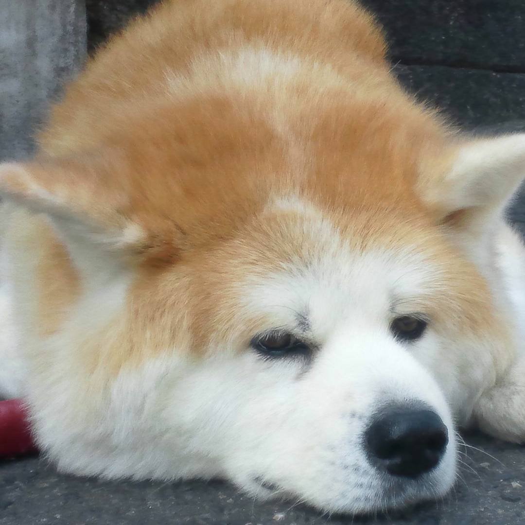 koNohana tweet media