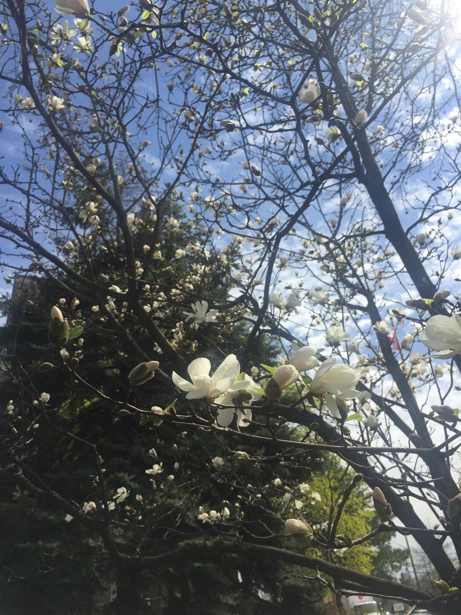 Michael Garron Hospital tweet media