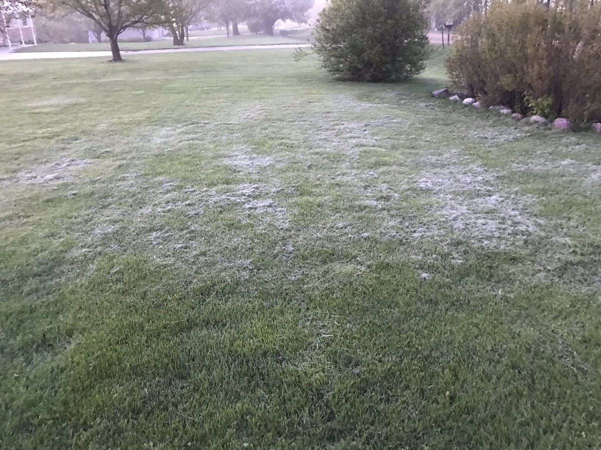 isu_nwrf's tweet photo. Another cool morning with frost on the grass and another .43” of precip. Still looking for some drying weather!#sunwind https://t.co/UZb9zWHG5X