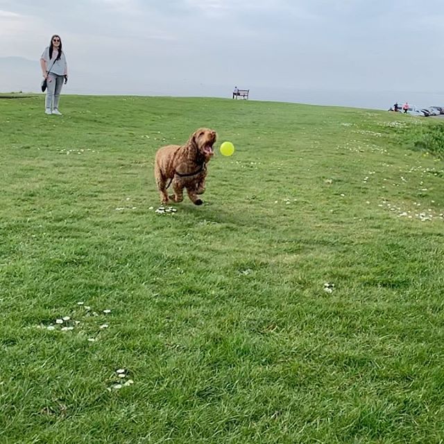 CookieSaysWoof's tweet photo. Great catch, if I do say so myself!
➖🐶➖
#cockerspaniel #cockerspanielpuppy #cockerspanielworld #dogsoftwitter #dogcelebration #dogtweets #cockerspanielsofinstagram #cockerspanielsofinsta #dogs #dog #puppy #puppylove #puppiesofinstagram #puppy #puppi… https://t.co/0dIDAfZrsC https://t.co/zrGVO0YFKs