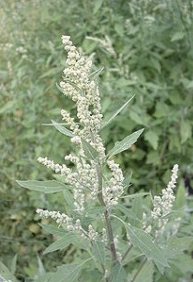 EmmanuelL_FMC's tweet photo. #LundiAdventice On continue dans les chenopodiacées ⁉️Le #chenopode blanc (Chenopodium album), présent et nuisible aux #cultures de printemps 🌽🌾🌱🍺. Au stade jeune, le dessous des #cotylédons 🌱est rouge/rosé ❤️(l’atriplex est vert)💚.@FMCAgro @GuyotVincent02 @AgriSkippy https://t.co/6pAmUDpvik