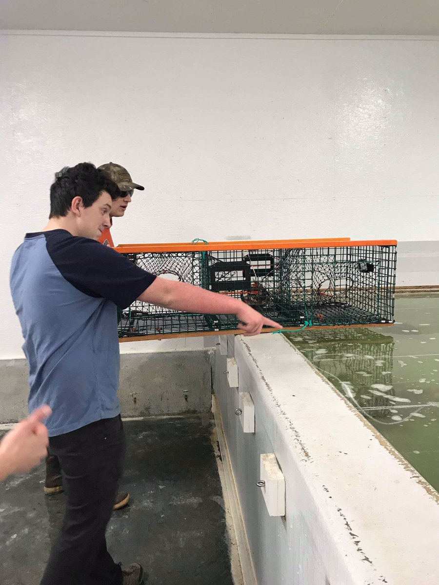mccfisheries's tweet image. Last week skipper students from Sumner Memorial HS tested their lobster trap prototype. Learn the results of their project on Tuesday, May 21 at 5:00 pm at the Seaworthy Event Center in Milbridge. 

#EasternMaineSkippersProgram #RegionalFinalPresentations #SaltWaterFreshThinking