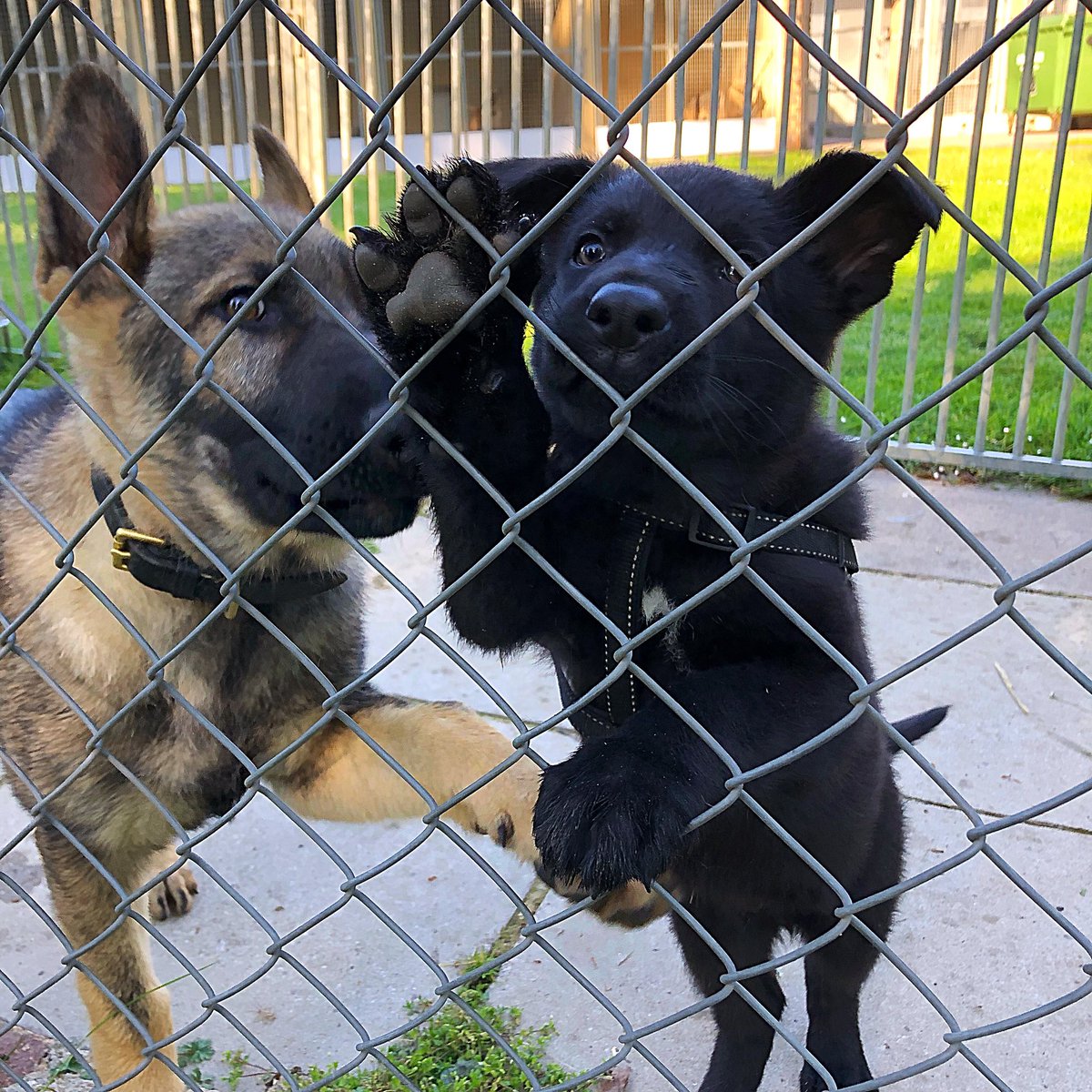 HantsTVPolDogs's tweet photo. All the pups descended on Sulhamstead today to see how they are progressing and they are all coming on nicely.

Oak and Watson fighting over who goes next 🐾🐾

#GSDpups #TheFuture #K9Unit #JOU https://t.co/CMOFLZy18I