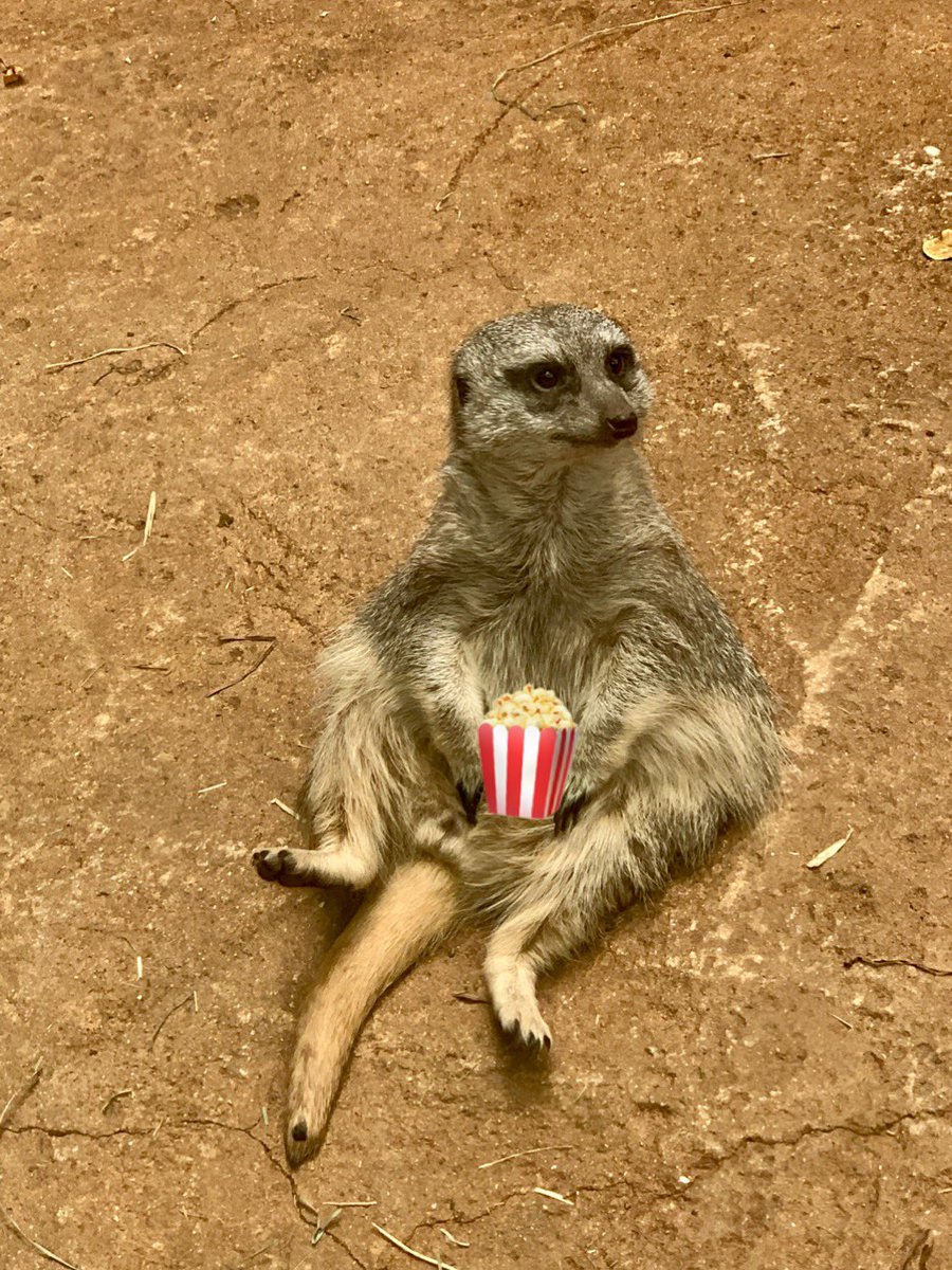bitconner's tweet photo. me rn: watching #MagicalCryptoConference talks with squad of meerkats https://t.co/ojVKfbVV3S