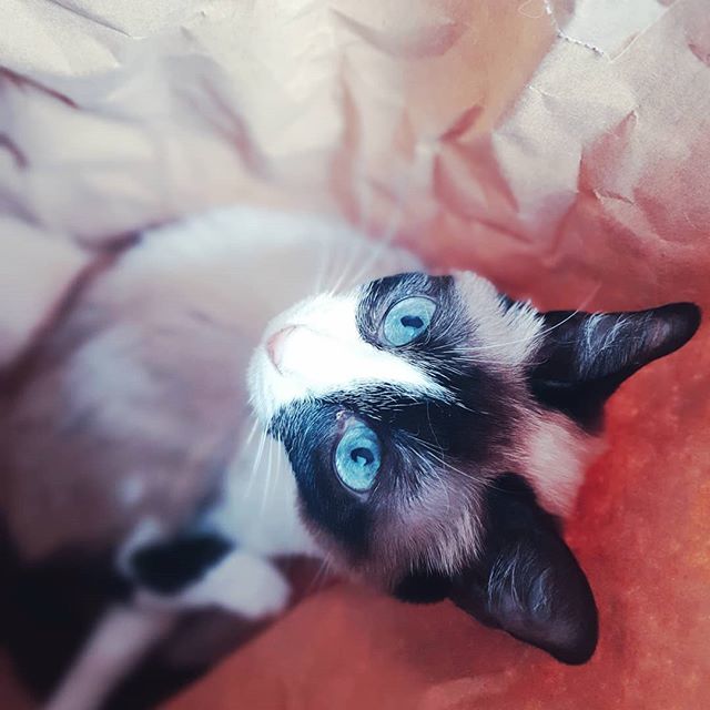 SebBlatt's tweet photo. Cat in the bag.... man darf auch keine Tasche unbeobachtet lassen bei den #katzbauken .... #cats #cat #catsofinstagram #katzen #katze #kitty #blueeyes #cateye #kitten #kittens #likeforlikes #followforfollowback #follow4followback #miau #pets #petstagram … https://t.co/Bpf8gQO1x1 https://t.co/iLWsLvHba3