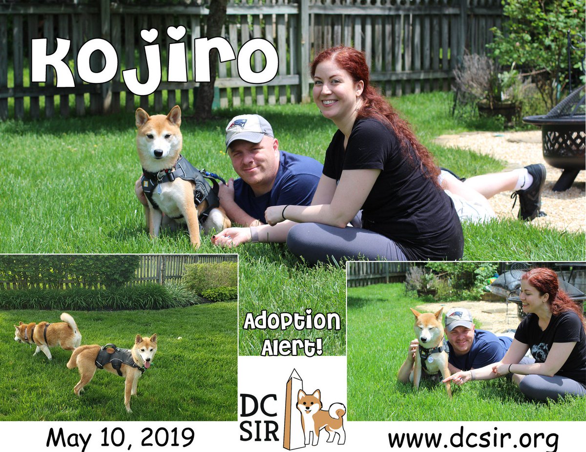DCShibaRescue's tweet photo. #AdoptionAlert2019! Please join us in congratulating Kojiro on finding his forever home, and welcoming his pawrents to the DC SIR family! https://t.co/oALkxWS4ju https://t.co/nUMZgGCJtu