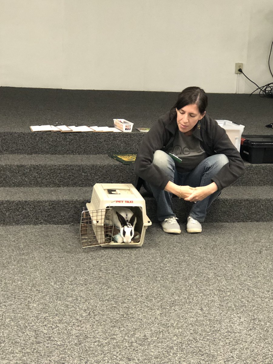 Haweselementary's tweet photo. The environmental nature center brought a furry friend too! Our first graders had a blast learning about these animals! #acience #ptafunded #enrichment #behawesome #hawesnation https://t.co/xMPNB5fd0b