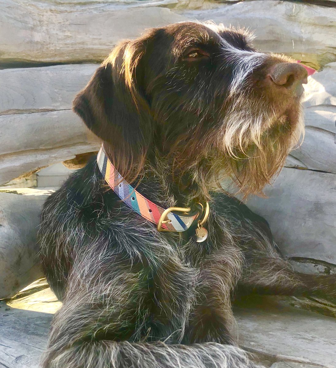 HouseoffizzEmma's tweet image. Thanks @PaulSmithDesign loving my new collar! #TattiDog #GermanPointer #Posing