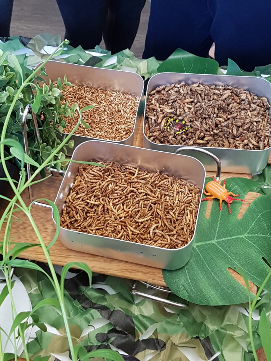 RHSBCatering's tweet photo. Cricket smoothie or mealworm brownie? What was your pick from our Bush Tucker Trial delicacies table?? @RoyalHighBath @bev_lusty @HolroydHowe @VegaPatricia16 https://t.co/GLwQjDfMJQ