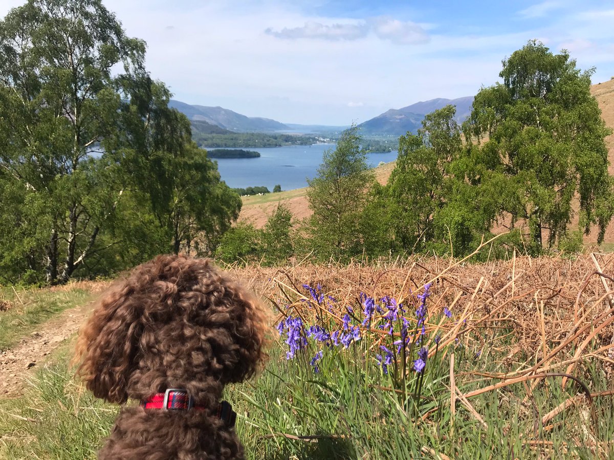 Finished off our #LakeDistrict staycation with a walk up to #HighSeat for another #KBCWainwrightChallenge addition! #NotJustLakes #DerwentWater