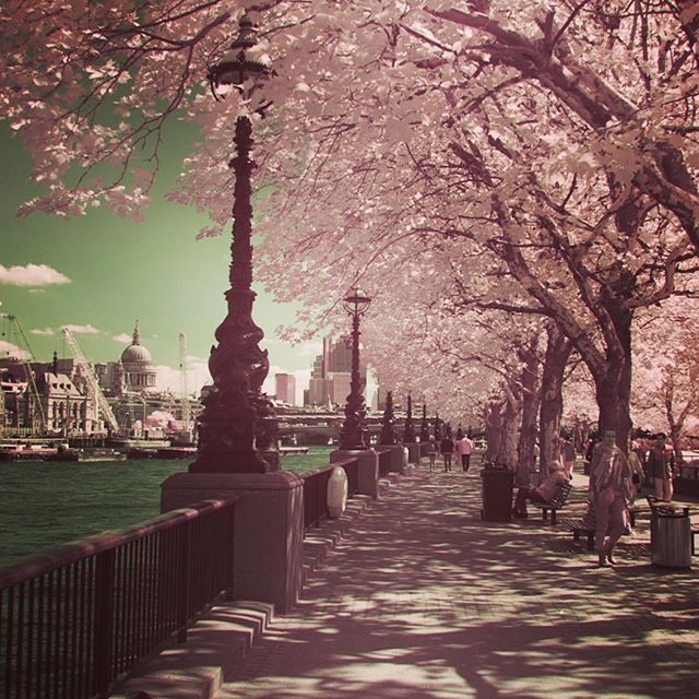 RupertHitchcox's tweet photo. Infra Red of a Trees on the Southbank of the Thames.
More work on my website https://t.co/8p6eKOlsin
.
.
.
.
.
.
.
#photooftheday #northbankthames #InfraRedPhotography #infraredworld #monochrome #instablackandwhite #monoart #insta_ ir #ir_society #ir_lo… https://t.co/ZSXC7fPsTq https://t.co/ds0SjTPF8z