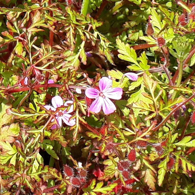 Sarah_Simpson_1's tweet photo. "Weeds" on a brownfield site looking glamorous in today's sun https://t.co/Y4yq4qDuUj
