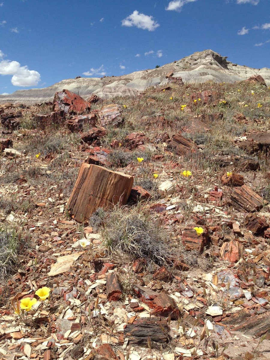 Petrified Forest FI tweet media