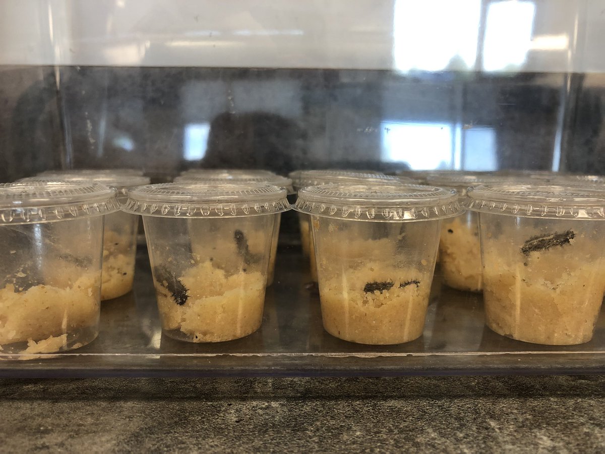 MsRice62's tweet photo. Say hello to our little friends!!! #science #observations #grade3 #dce #dcemustangs #paintedladybutterflies #larvae #metamorphosis #ricepower https://t.co/M3ZQ34fYcE