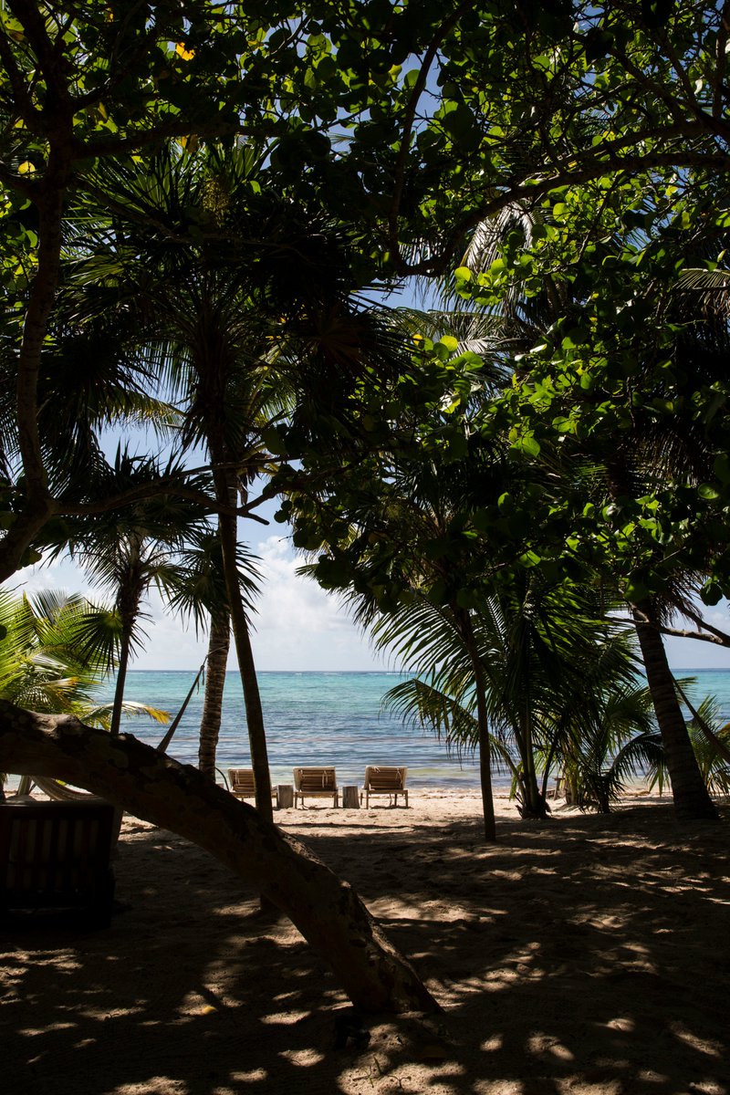 #MondayMotivation Gente de todo el mundo viaja a México para visitar Tulum. Cuenta con una riqueza natural que hace el lugar único, rodeado de cenotes, zonas arqueológicas y una rica biodiversidad marina.
⠀⠀⠀⠀⠀⠀⠀⠀⠀
📷: César Sandoval
⠀⠀⠀⠀⠀⠀⠀⠀⠀
#RevistaAire