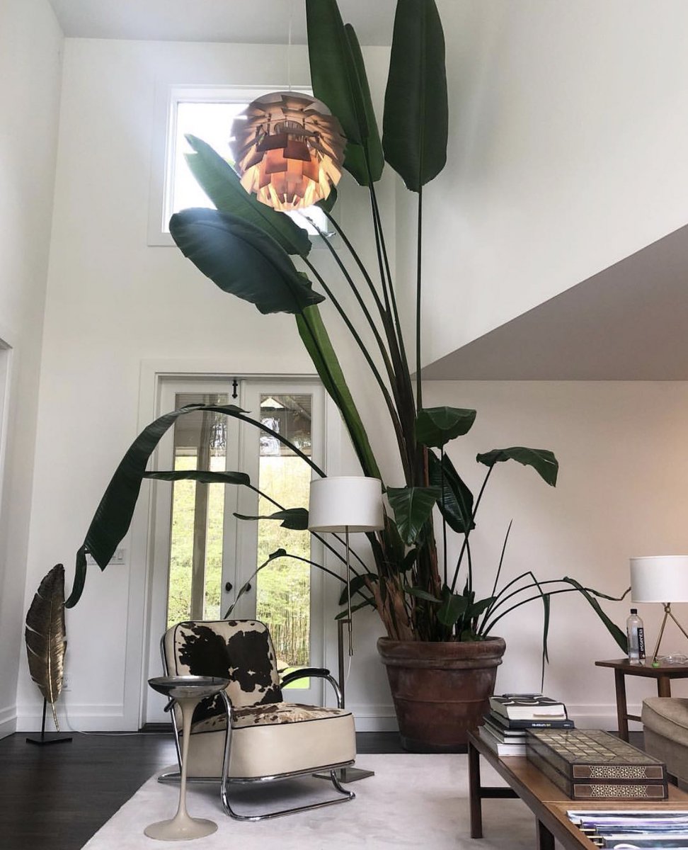 yayaxtonye's tweet photo. monday plant appreciation 🌵🌱 https://t.co/ZNJUbwNCpH