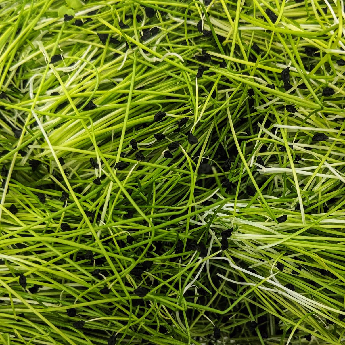 LocalGrowingCo's tweet photo. Leek microgreens are now available! More subtle flavour than onion with a brighter pop of colour on the plate.
These started as a custom order from our friends @toastandjam_ygk They’ve got a really creative staff and they put a lot of local produce on their menu. Thank you! #ygk https://t.co/CHezZVh5us