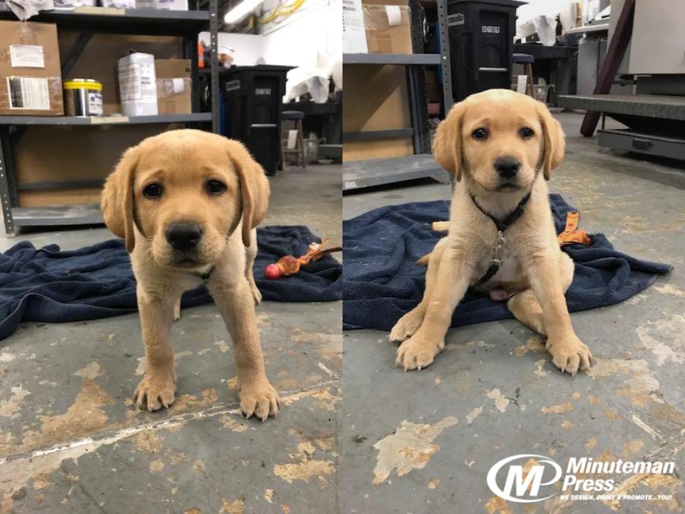 MinutemanVT's tweet image. We would like to introduce you to the newest member of the Minuteman team at our Colchester location, Rusty! He is our Director of Customer Relations, a position created just for him.