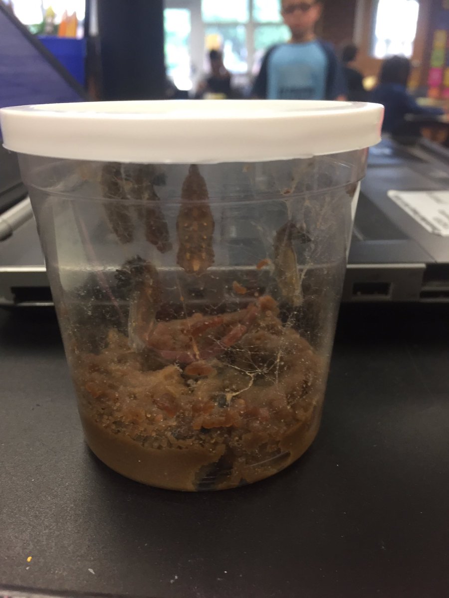 EcoffLibrary's tweet image. We have chrysalides now! @EcoffElementary #ccpslibraries
