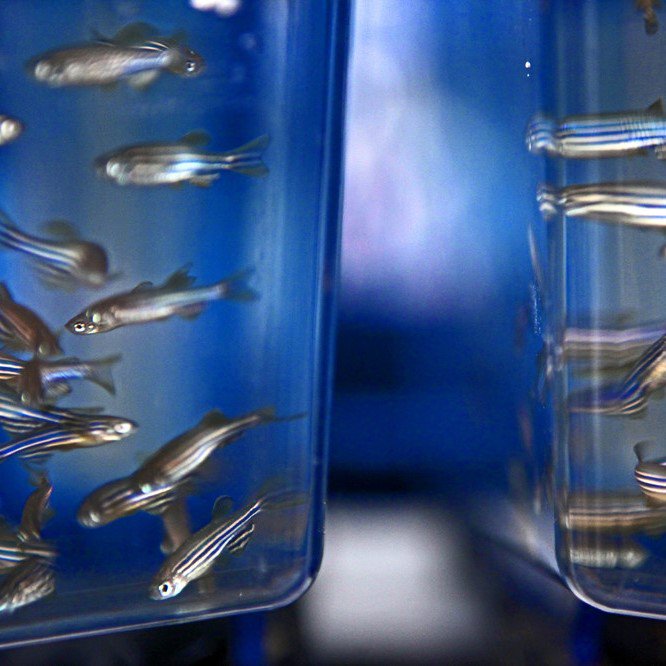 University of Sheffield Player tweet media