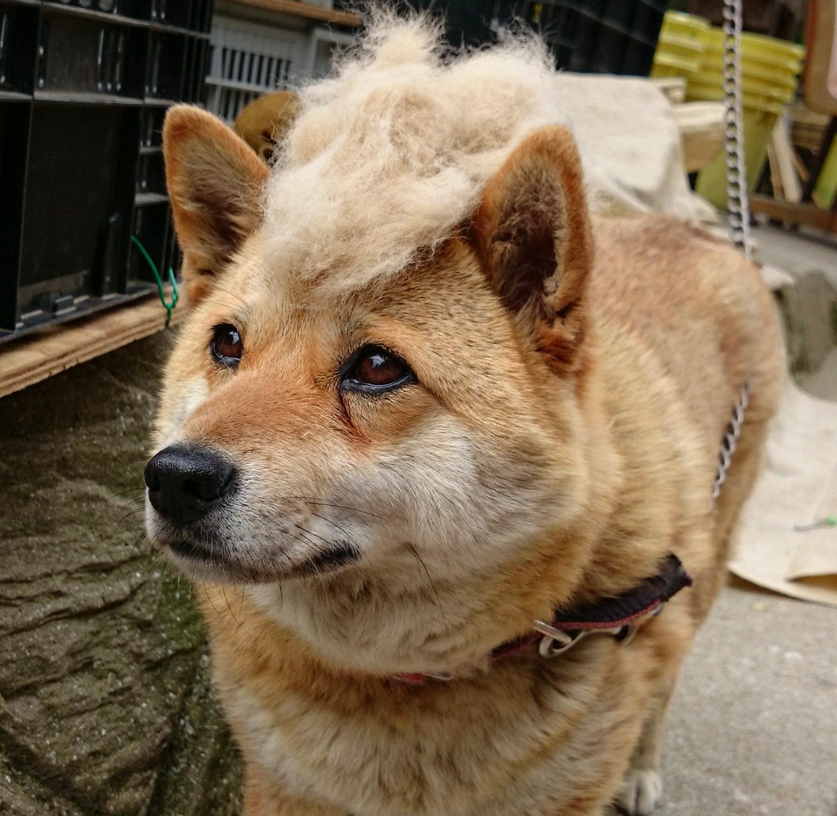 takase_farm's tweet photo. 抜け毛の季節ですね…ワンニャンをご家族にお持ちの皆さん…抜け毛をシャンプーで洗って乾かし羊毛フェルトニードルでプスプス刺すのです…丸い分身ができていつでもあなたとワンニャンは一緒です… https://t.co/CU5zfOYDVb