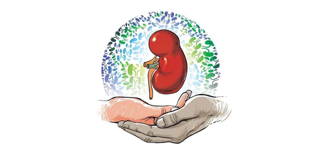 tesekkurederizz's tweet photo. ORGAN NAKLİ KİMLERDEN YAPILIR -2 ?

Kadavradan yapılan organ nakillerinde ise;Yoğun Bakım Üniteleri'nde tedavi altına alınan ancak Beyin Ölümü yani geri dönüşümü olmayan beyin hasarı gerçekleşmiş hastaların organlarının bağışlanması ile nakil gerçekleştirilebilir

#tesekkurederiz https://t.co/mWELTytBzh