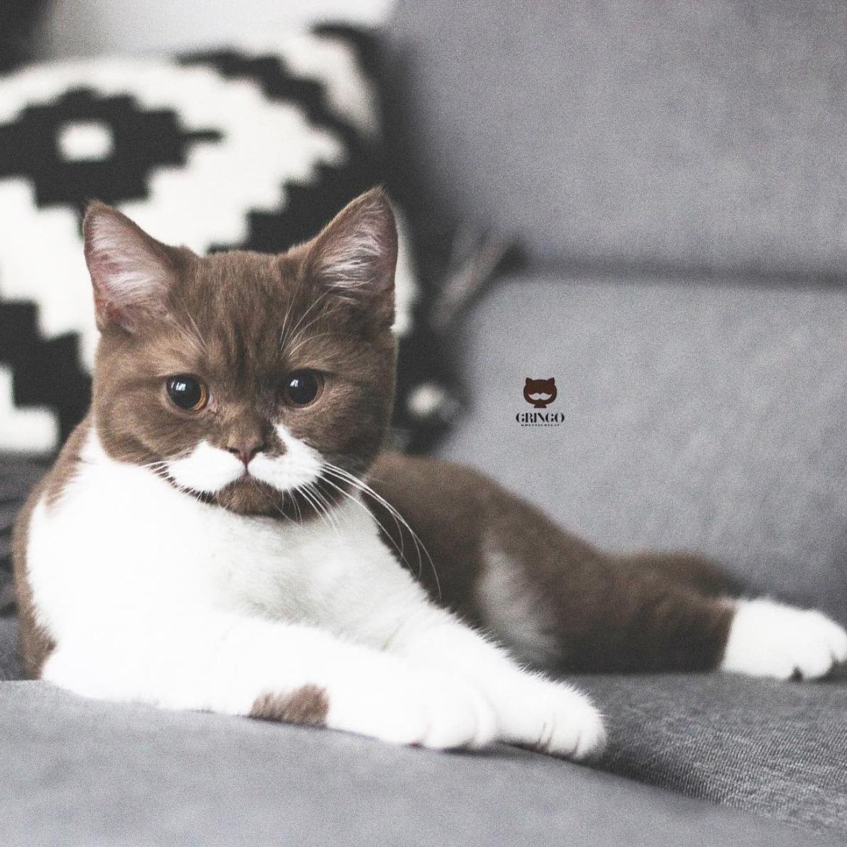 Happy Meowstache Monday! Meet Gringo from France 😻🇫🇷 
📢gringomoustachecat

#mustachecats #meowstache #meowstacheaf #gringo #catsoftwitter