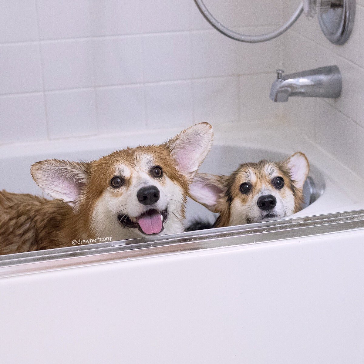 These two have differing opinions on being clean.

#Drewbert #Bathbert #ItsMonaTime #ToRegret