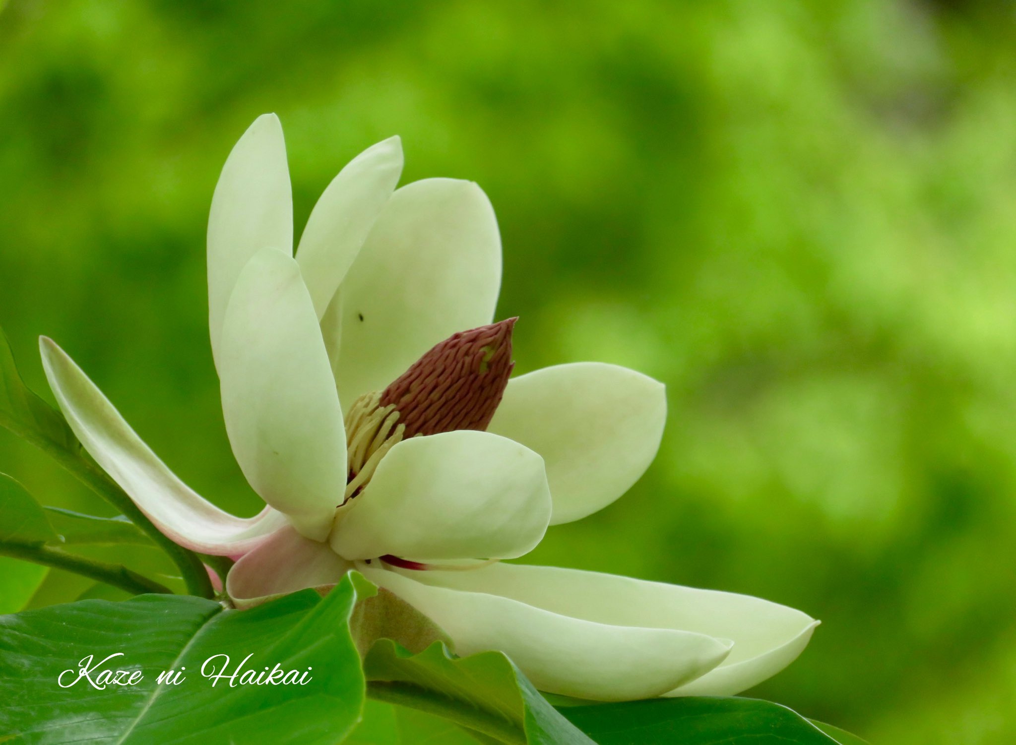 朴の花 Twitter Search Twitter