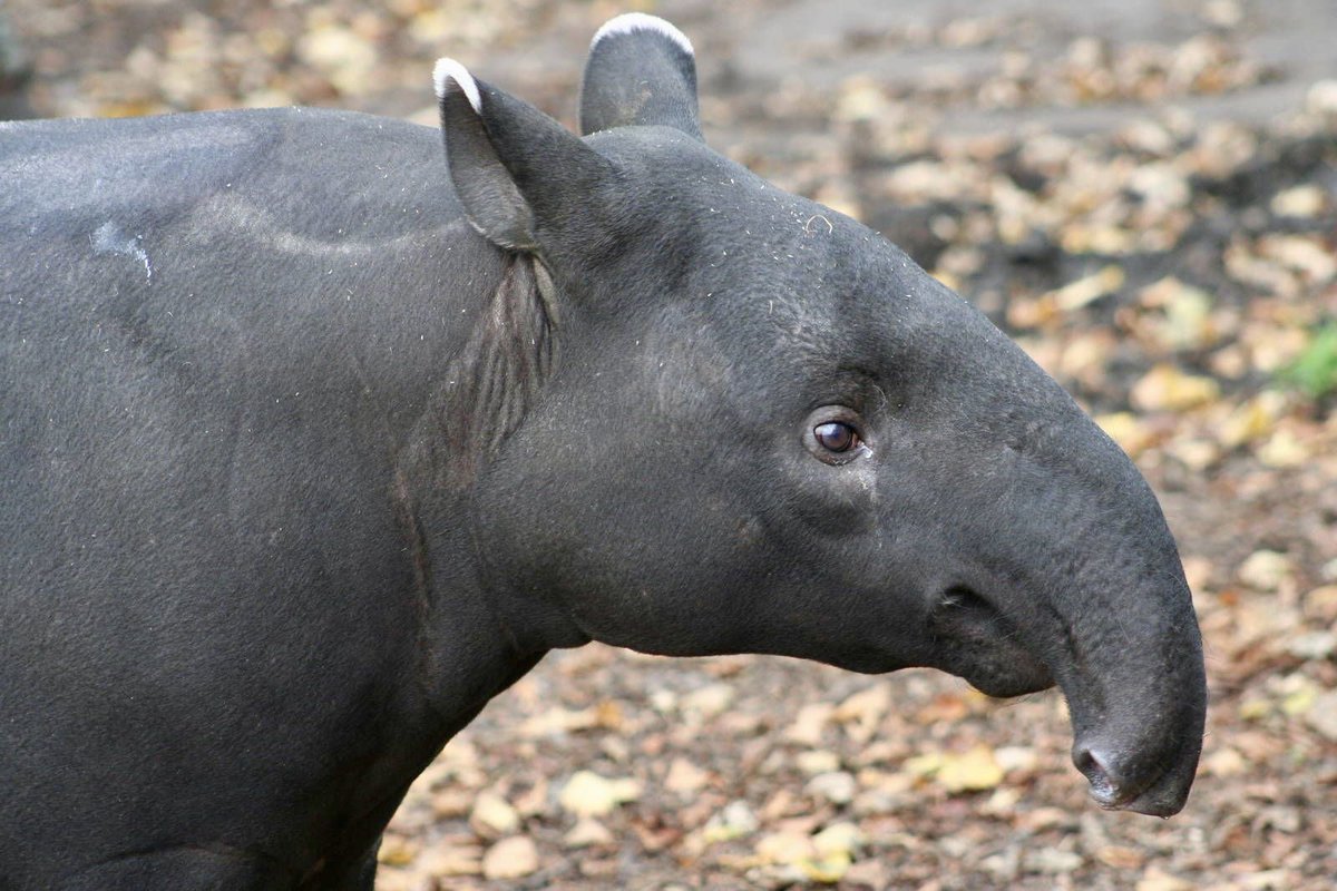 It’s Tapir week for #ironman703Barcelona and as usual, could have done with just one more week #eek