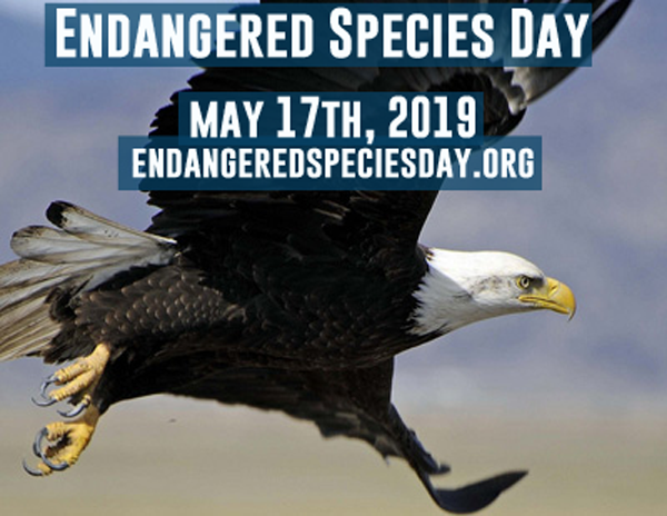 endangered's tweet image. #EndangeredSpeciesDay is this Friday! Have you found an event to attend? Visit endangeredspeciesday.org for all of the events and more ways to take part.