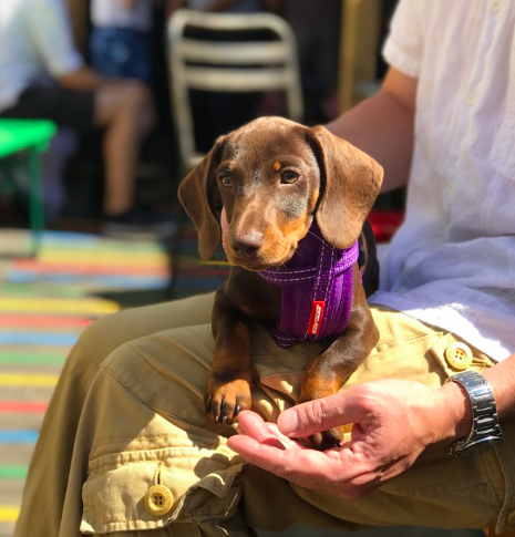bottleofsauceGL's tweet photo. Throwback to this lil beast last year... How bloody cute?!
#DodoDogs https://t.co/r5fsjLRvTM