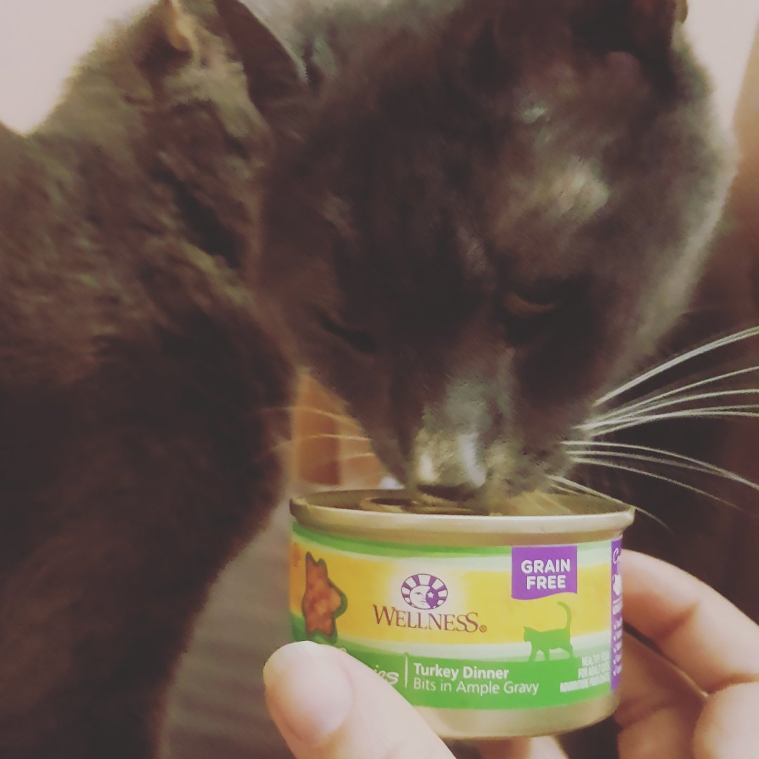 FraxinusWold's tweet photo. My cats loved Wellness brand wet food! #gotitfree @Influenster @wellnesspetfood #CesarFaveFlavors #complimentary #WellnessCat #CatisfactionGuaranteed https://t.co/4o3oAo7ntX